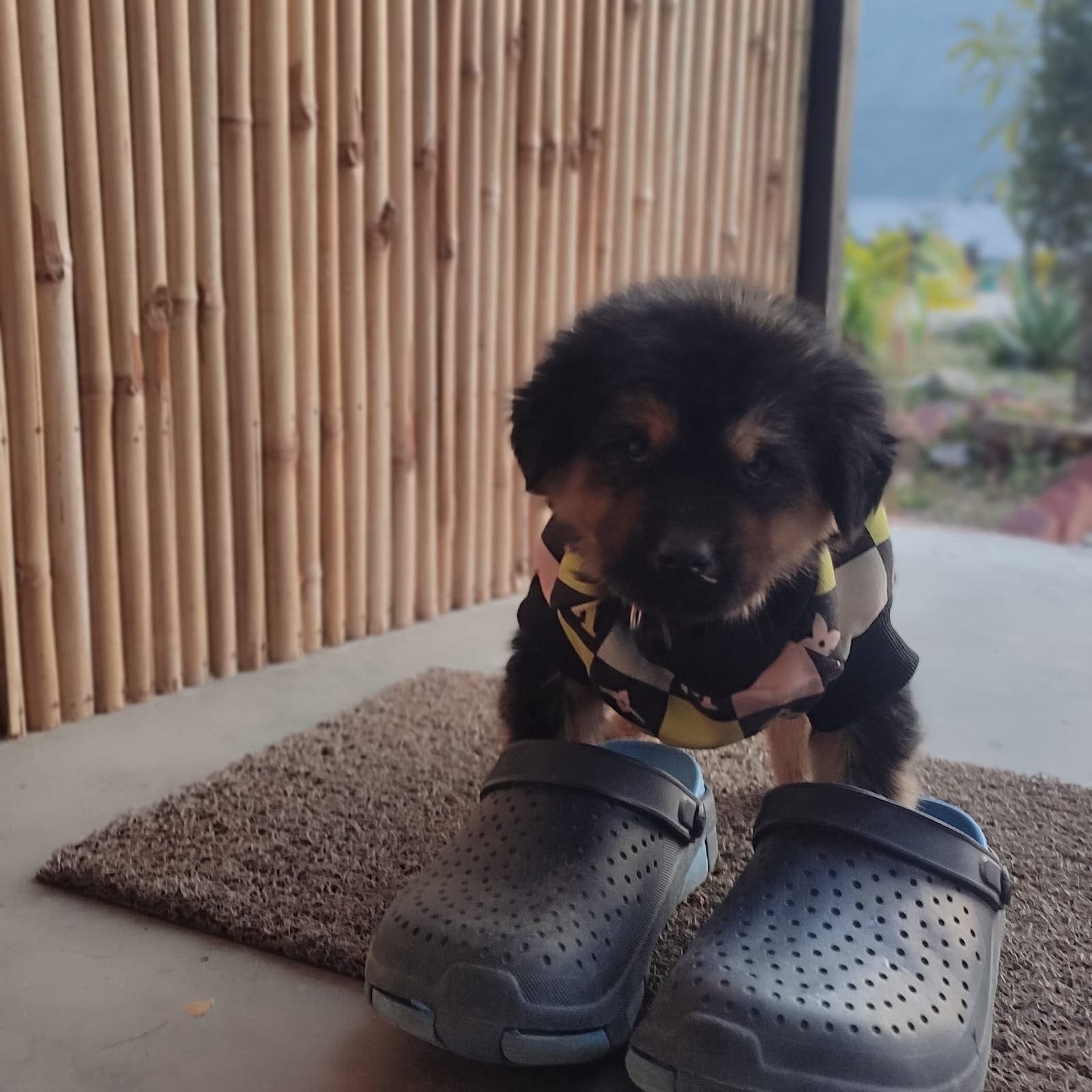 Pet Friendly Resort Experience